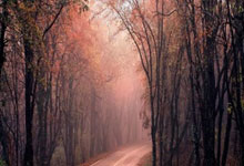 开云app->林-开云app